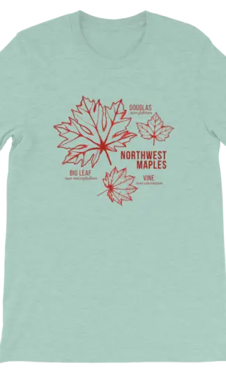 Northwest Maples